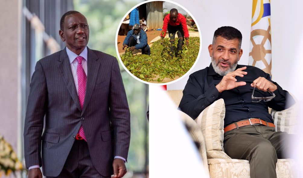 President Ruto's Call To Governor Nassir Heeded After Muguka Ban Threats