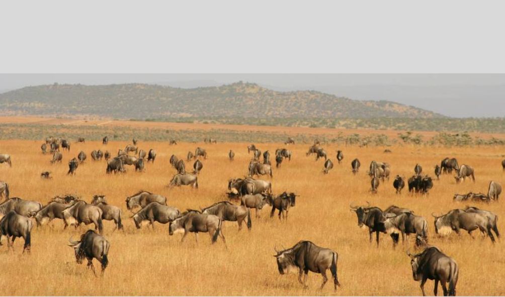 Kenya's Most Beautiful National Parks And Conservancies