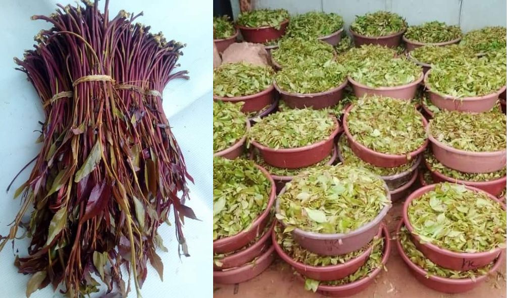  Muguka Market Decline As Another County Bans Sale