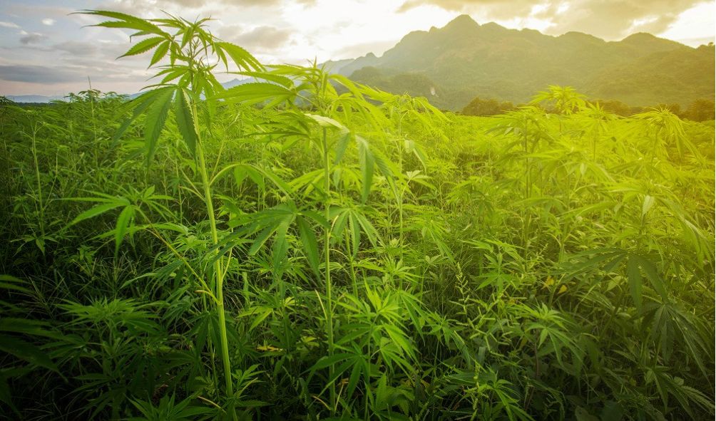 Police In Homabay Have Identified And Uprooted Over 40 Acres of Bhang