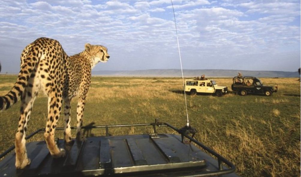 Private Cars Banned In The Maasai Mara
