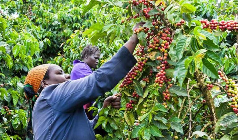 Coffee Farmers To Receive Low-Interest Loans After Ruto's Boards And Management Restrictions