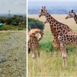 WONDER IN KENYA: Reappointed Cabinet Secretary Claims To Have Spoken With Giraffes About Tourists