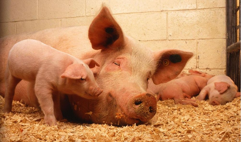 Kakamega Man Hacks Father To Death Over Missing Pig, Police Arrest Highway Robbers