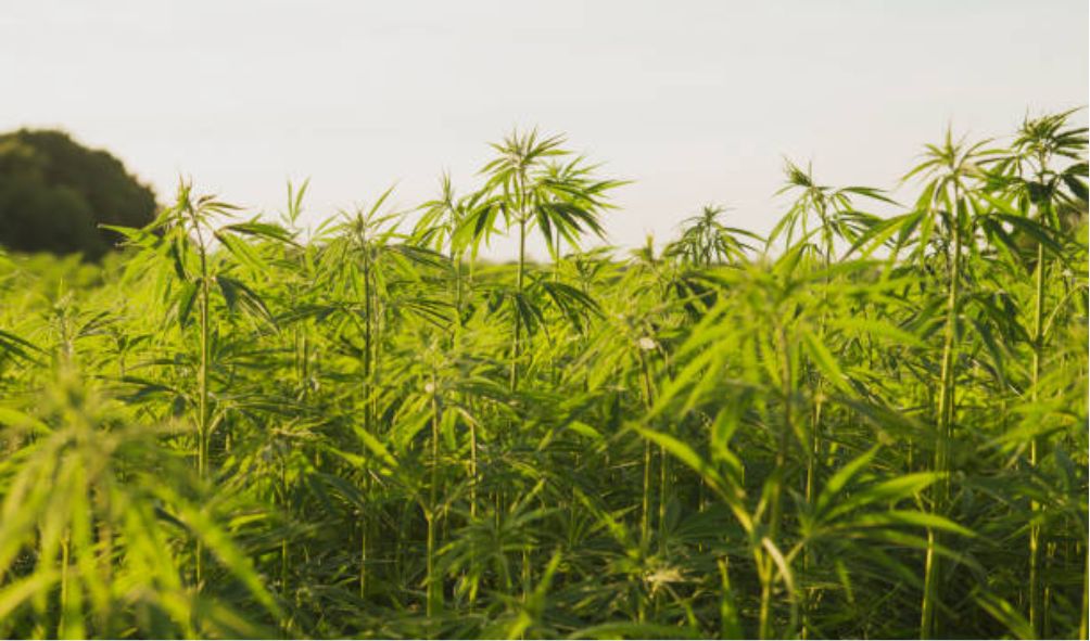 Police Arrest Kakamega Man Cultivating Bhang On His Farm