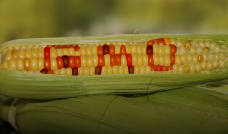 High Court Allows Ruto To Lift GMO Barrier In Kenya