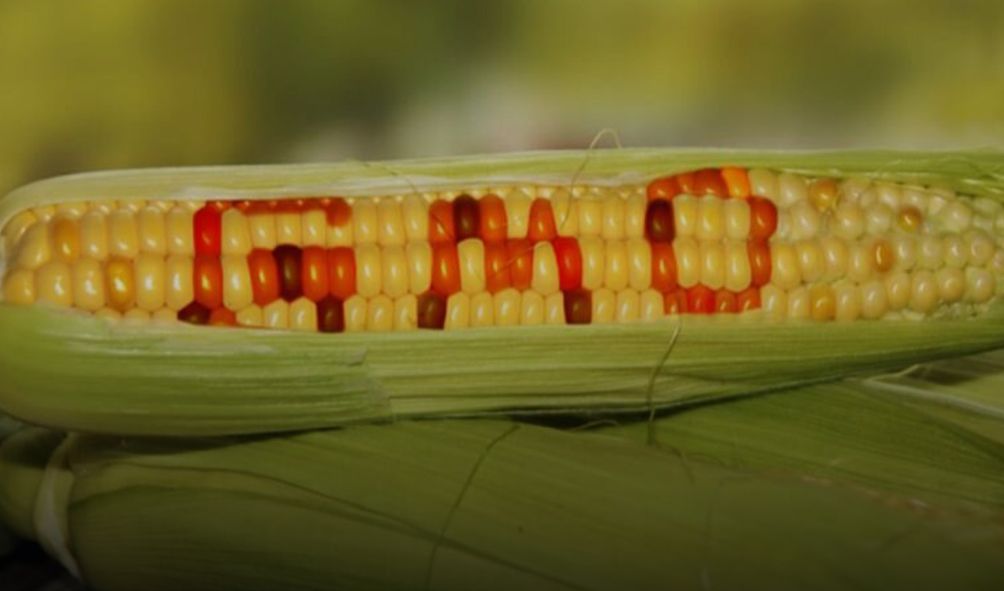 High Court Allows Ruto To Lift GMO Barrier In Kenya