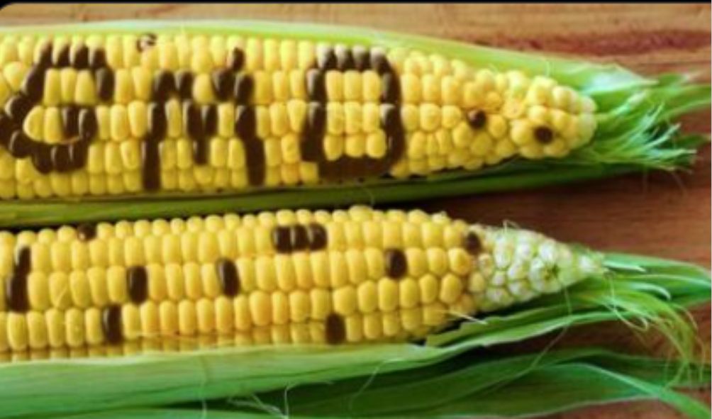 Gov't Seeks Kenyans' Approval To Release GMO Maize Seedlings