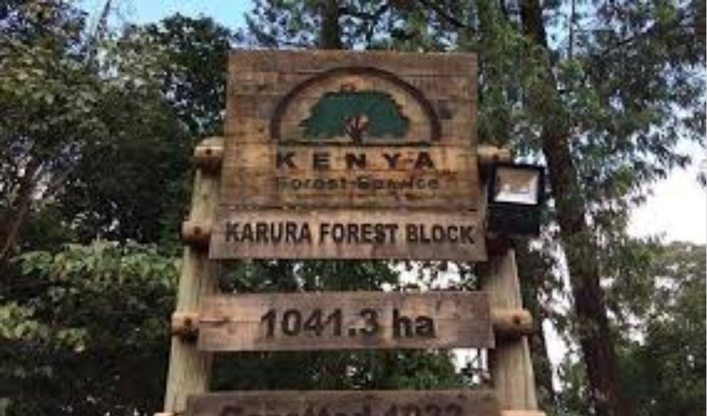 Kenya Forest Explains Why Karura's Exotic Trees Are Harvested