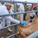 Livestock Vaccination Launched Nationwide Despite Public Disapproval