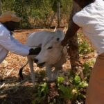Governor Orders Mandatory Mass Livestock Vaccination After Deadly Outbreak