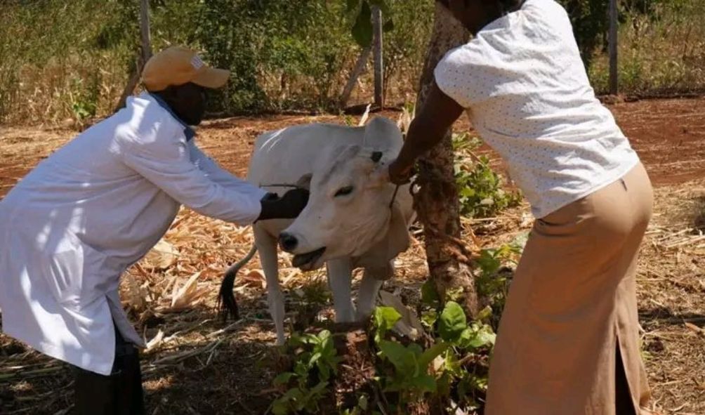 Governor Orders Mandatory Mass Livestock Vaccination After Deadly Outbreak
