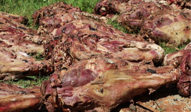 KIRINYAGA: Stolen Donkeys Found Slaughtered In Mwea