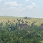 'No Illegal Herding In The National Parks!' - CS Murkomen Announces