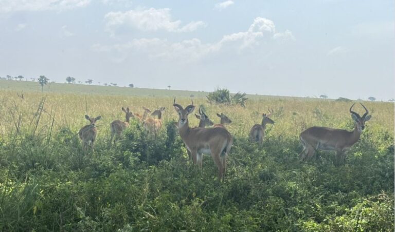 'No Illegal Herding In The National Parks!' - CS Murkomen Announces