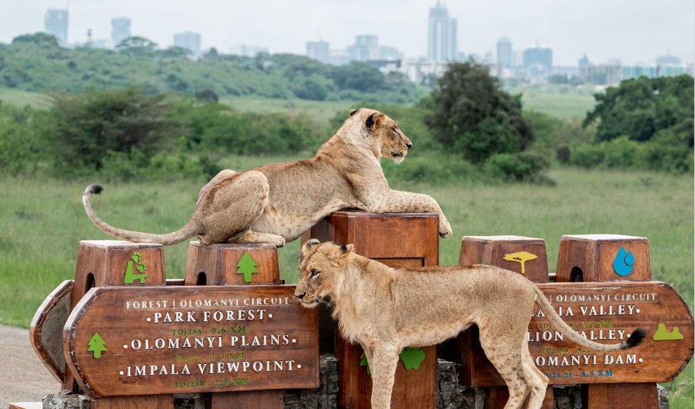 KWS Announces Radical Changes For Tourists Following e-Citizen Hitches