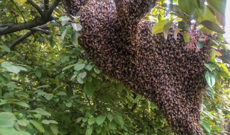 HOMABAY: Tragedy as Bees Attack Pupils Killing One, Injuring Seven