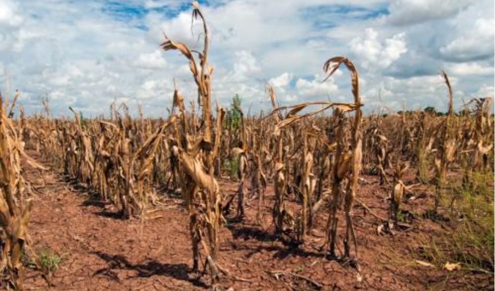 CLIMATE UPDATE: US Scientists Warn Of Continued Drought In Kenya