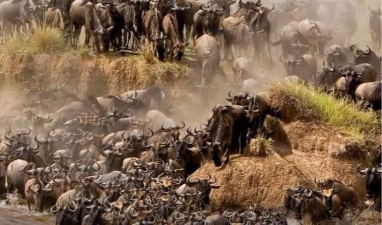 KWS Breaks Silence On Wildebeest Routes, Defends Ritz-Carlton Hotel