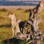 REVEALED: Details Into Kenya's Plans To Relocate Cheetahs To India