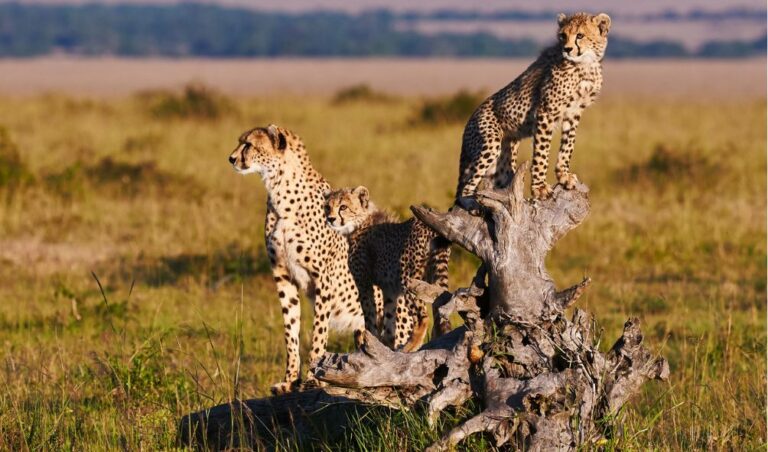 REVEALED: Details Into Kenya's Plans To Relocate Cheetahs To India