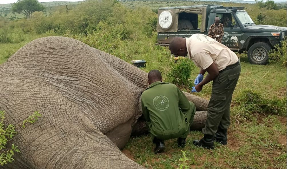 KWS Kills 2 Elephants After Series Of Fatal Attacks On Residents
