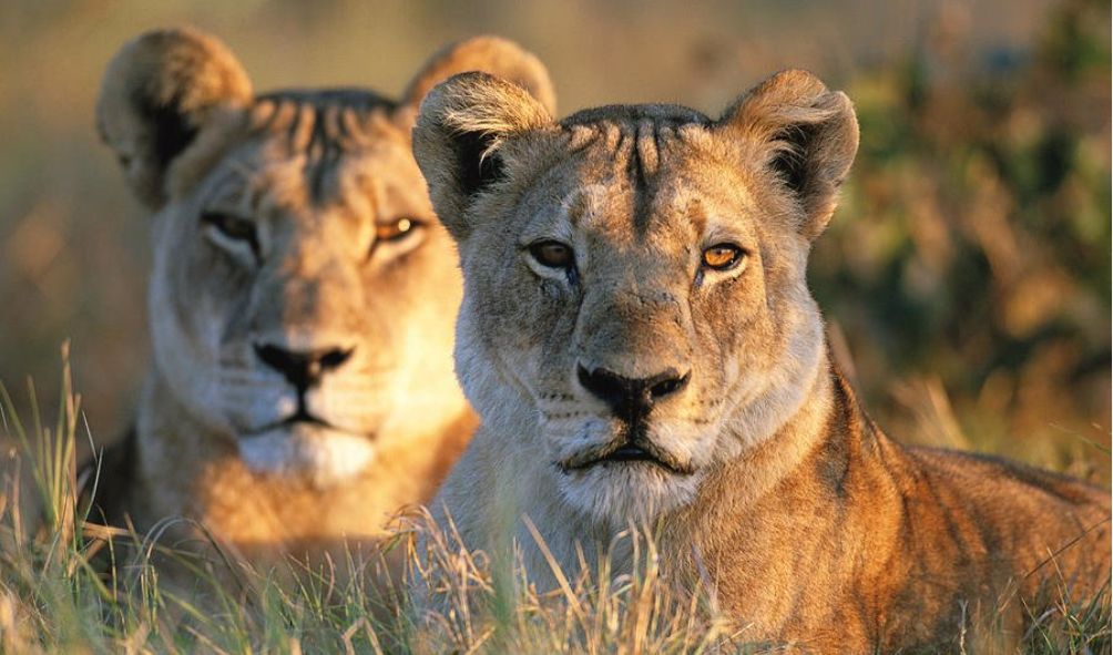 NAIROBI: KWS Captures Escaped Lionesses In Rongai