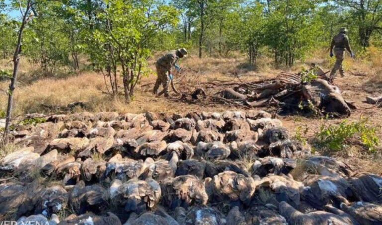 WILDLIFE TRAGEDY: SIX Lions, 34 Vultures Killed By Poisoned Carcass At Amboseli