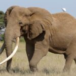 Legendary Elephant Craig's Body To Be Displayed In Museum