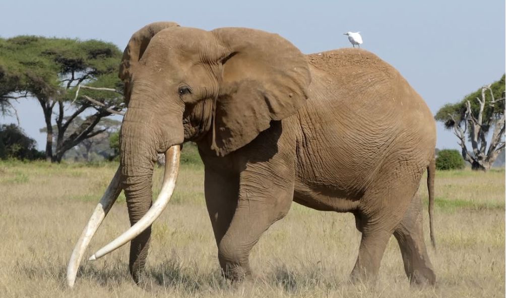 Legendary Elephant Craig's Body To Be Displayed In Museum
