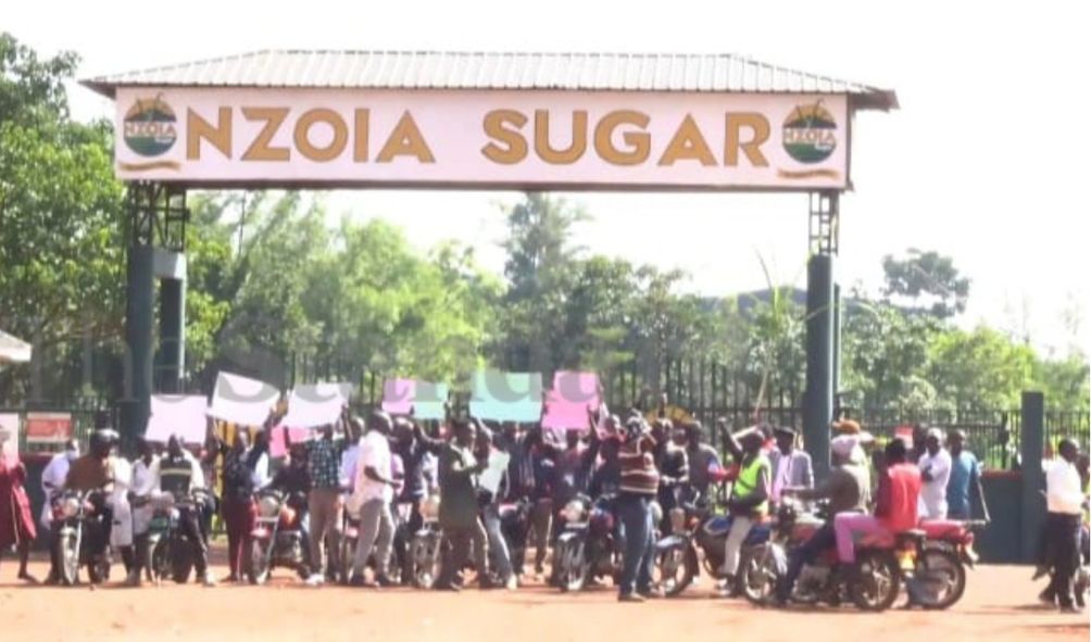 Nzoia Sugar Workers Stage Demos Over Ksh.10.8B Salaries, Bonuses
