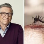 Gates Foundation Responds To Releasing 'Modified Mosquitoes' on Kenyans