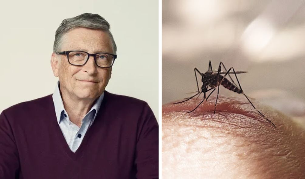 Gates Foundation Responds To Releasing 'Modified Mosquitoes' on Kenyans