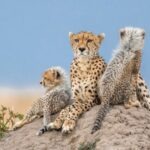 Kenya To Move FOUR Cheetahs To India After Long Delays