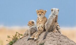 Kenya To Move FOUR Cheetahs To India After Long Delays