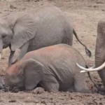 elephants_0_0.jpg