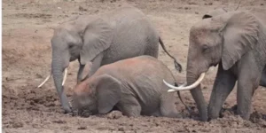 elephants_0_0.jpg