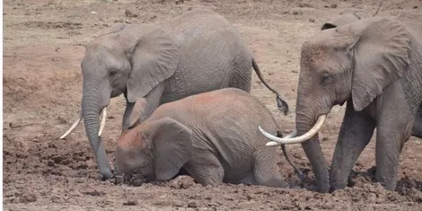 elephants_0_0.jpg