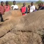 kws-elephant_0.jpg