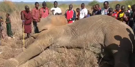 kws-elephant_0.jpg